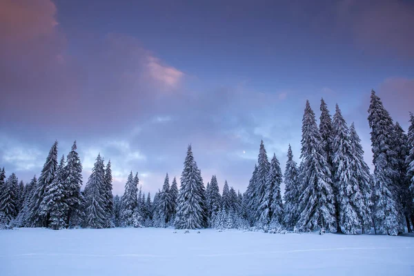 雪のモミの木と雄大な冬の風景 冬絵葉書 — ストック写真