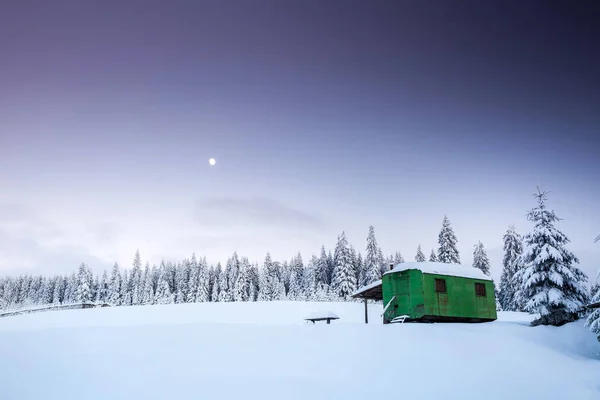 Majestätiskt Vinterlandskap Med Snöiga Granar Vintervykort — Stockfoto