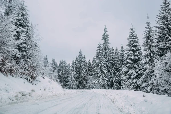 Majestosa Paisagem Inverno Com Abetos Nevados Cartão Postal Inverno — Fotografia de Stock