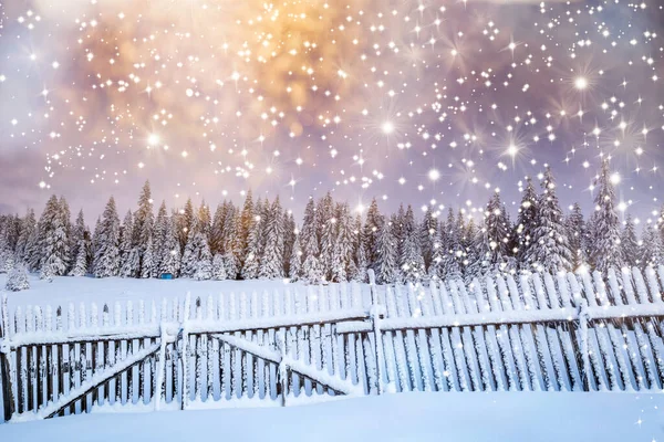 雪のモミの木と雄大な冬の風景 冬絵葉書 — ストック写真