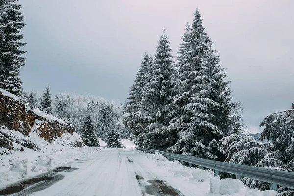 Величественный Зимний Пейзаж Снежными Елками Зимняя Открытка — стоковое фото