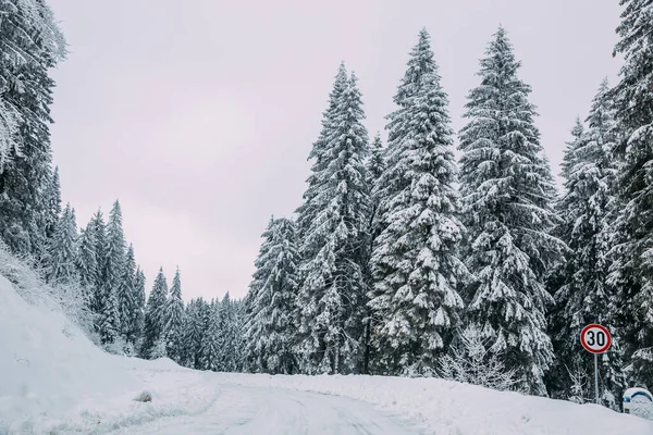 雪のモミの木と雄大な冬の風景 冬絵葉書 — ストック写真