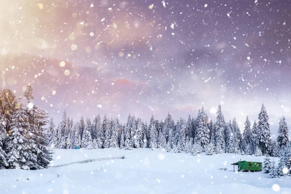 Majestätische Winterlandschaft Mit Schneebedeckten Tannen Winterpostkarte — Stockfoto