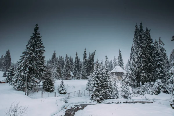 Majestätiskt Vinterlandskap Med Snöiga Granar Vintervykort — Stockfoto