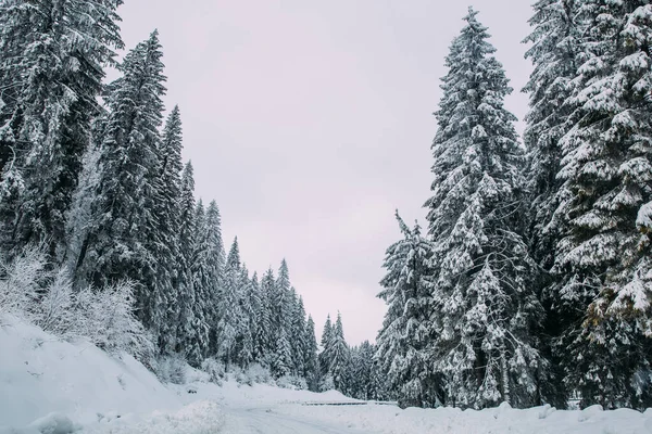 雪のモミの木と雄大な冬の風景 冬絵葉書 — ストック写真