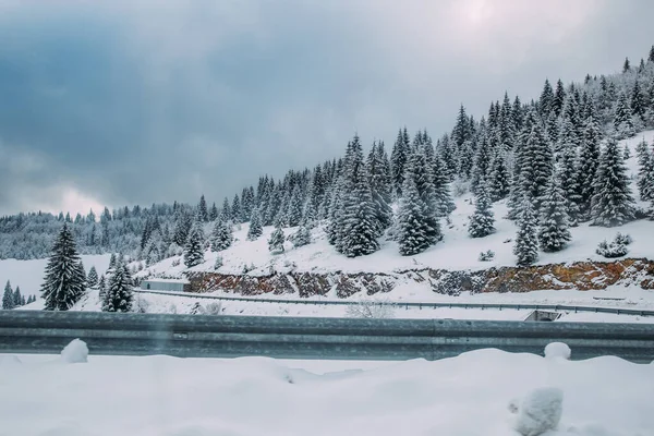 雪のモミの木と雄大な冬の風景 冬絵葉書 — ストック写真