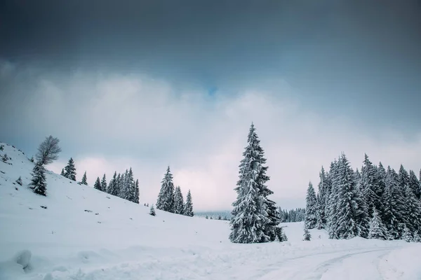 Majestátní Zimní Krajina Zasněženými Jedlemi Zimní Pohlednice — Stock fotografie