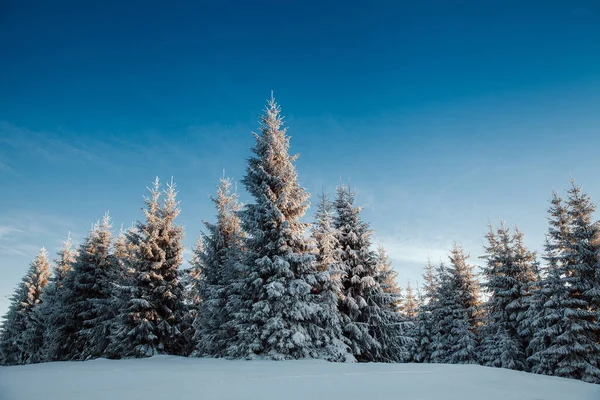 Majestosa Paisagem Inverno Com Abetos Nevados Cartão Postal Inverno — Fotografia de Stock