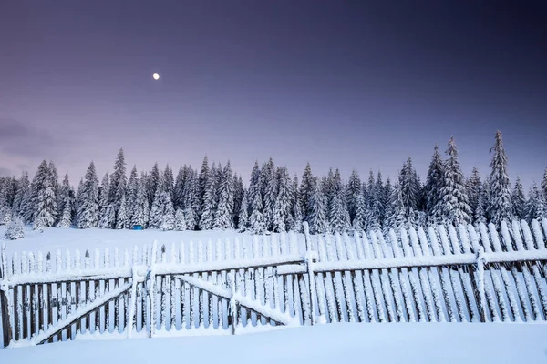 雪のモミの木と雄大な冬の風景 冬絵葉書 — ストック写真