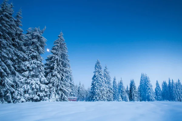 Majestätische Winterlandschaft Mit Schneebedeckten Tannen Winterpostkarte — Stockfoto