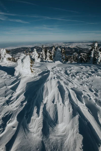 Majestosa Paisagem Inverno Com Abetos Nevados Cartão Postal Inverno — Fotografia de Stock
