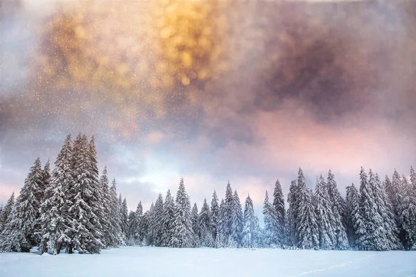 Majestosa Paisagem Inverno Com Abetos Nevados Cartão Postal Inverno — Fotografia de Stock