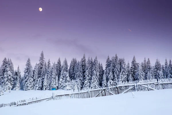 雪のモミの木と雄大な冬の風景 冬絵葉書 — ストック写真