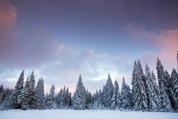 Величественный Зимний Пейзаж Снежными Елками Зимняя Открытка — стоковое фото