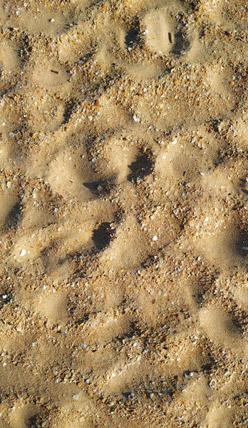 Areia Amarela Com Conchas — Fotografia de Stock