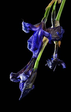 sümbül pembe fotoğraf beyaz