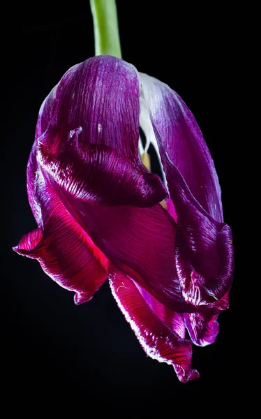 sümbül pembe fotoğraf beyaz