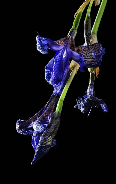 sümbül pembe fotoğraf beyaz