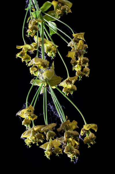 sümbül pembe fotoğraf beyaz