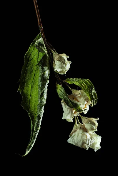 sümbül pembe fotoğraf beyaz