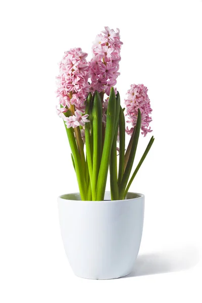 sümbül pembe fotoğraf beyaz