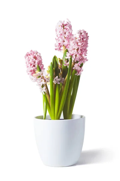 sümbül üzerinde beyaz photo_02