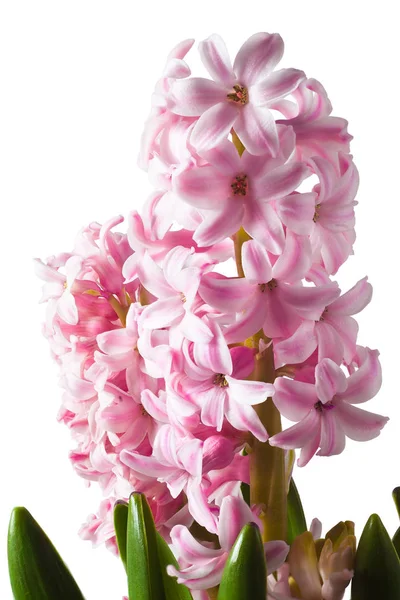 sümbül üzerinde beyaz photo_06