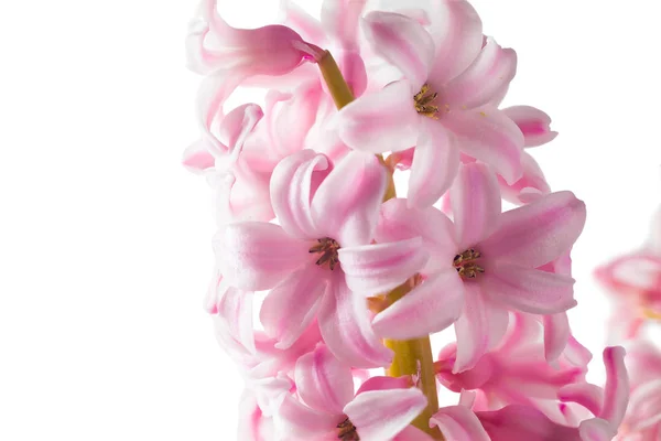 sümbül üzerinde beyaz photo_08