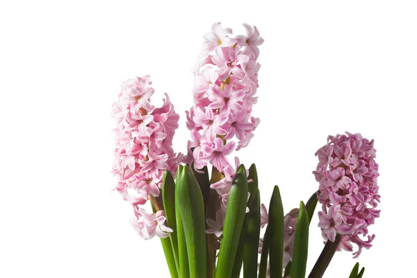 sümbül üzerinde beyaz photo_04