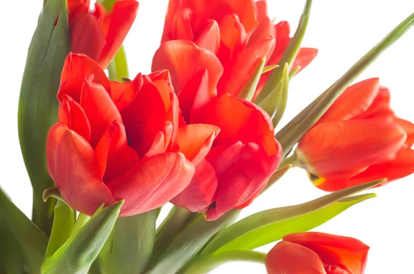 kırmızı lale buketi fotoğraf