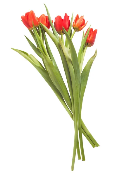 beyaz üzerine kırmızı lale fotoğraf