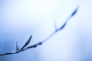 soğuk üzgün şube, bahar sabahı