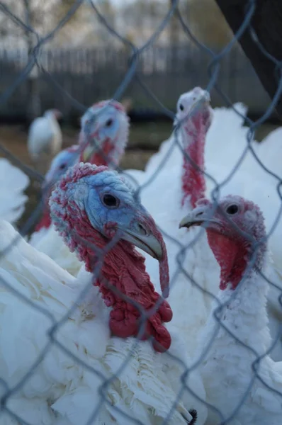 Türkiye'nin dikey kırmızı - profil