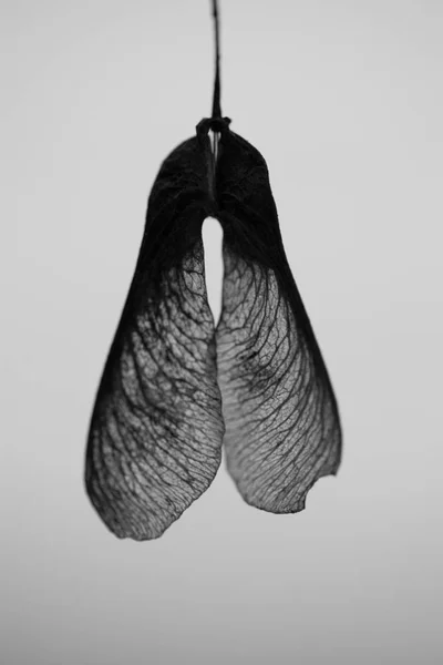 akçaağaç tohumu gibi küçük kanatları