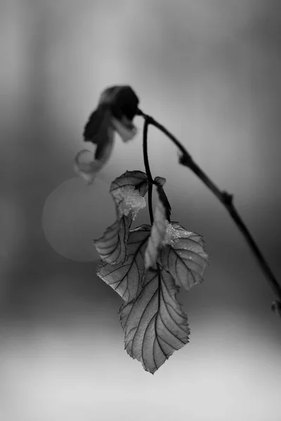 donmuş yaprakları, eski fotoğraf