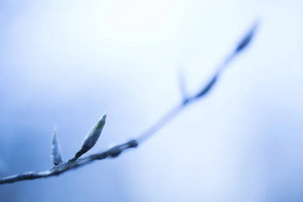 soğuk üzgün şube, bahar sabahı