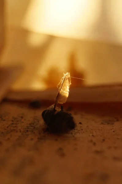 ölü sinek eşiğinde