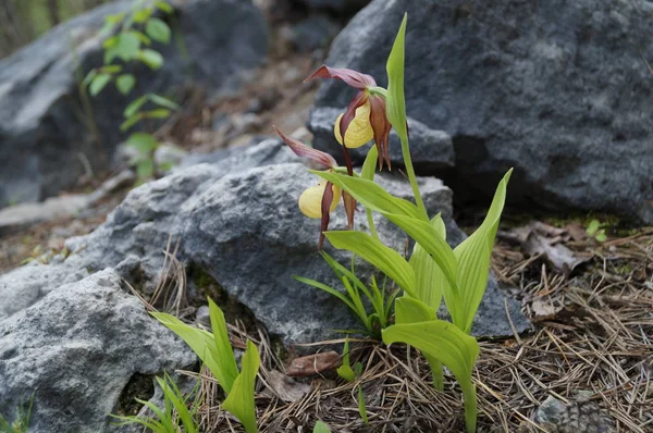 kayanın üzerinde güzel bitki