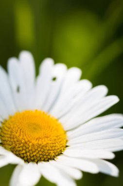 Papatya güneşli makro photo_09