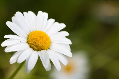 Papatya güneşli makro photo_09