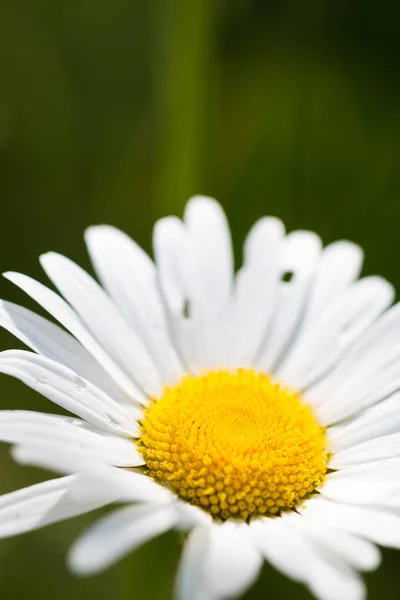 Papatya güneşli makro photo_09