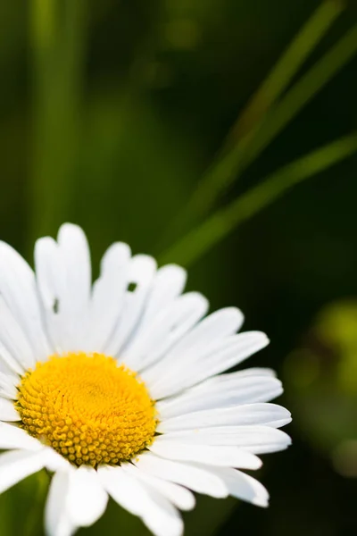 Papatya güneşli makro photo_09