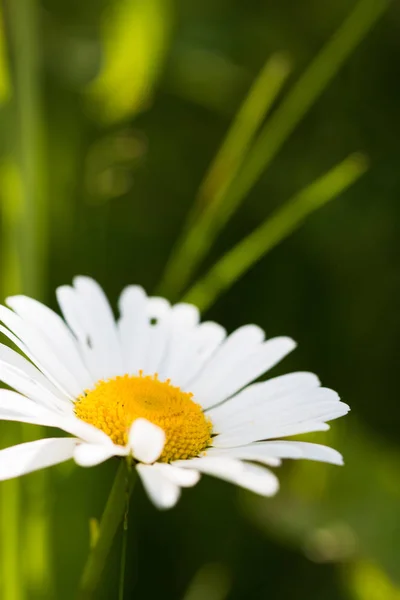 Papatya güneşli makro photo_09