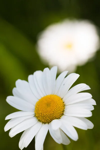 Papatya güneşli makro photo_09