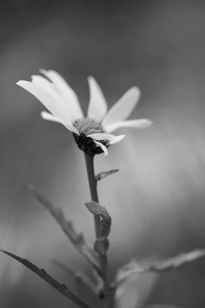 Papatya güneşli makro photo_09