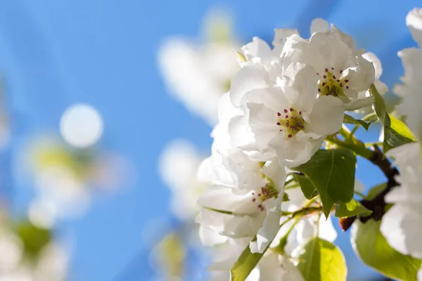 Armut Ağacı çiçek fotoğraf