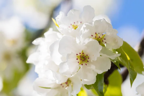 Armut Ağacı çiçek fotoğraf