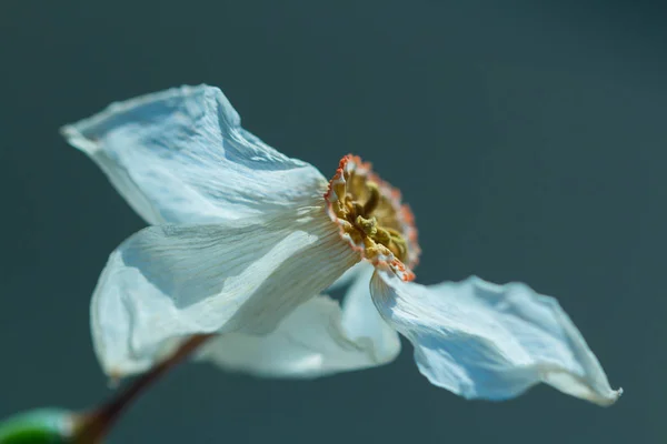 Nergis soyut doğa fotoğraf