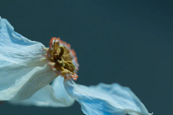 Nergis soyut doğa fotoğraf