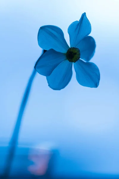 Nergis soyut doğa fotoğraf